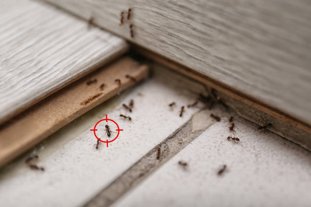 Best Affordable Pest Control Services  in Otsego, MI