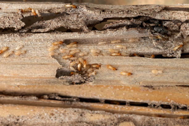 Best Mosquito Control Services  in Otsego, MI